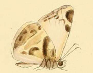 Image of Laviana White-Skipper