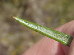 Image of <i>Senecio <i>juniperinus</i></i> var. juniperinus