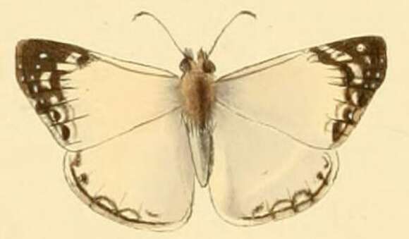 Image of Laviana White-Skipper