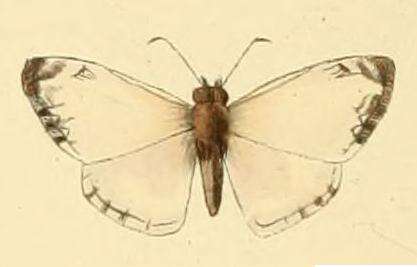 Image of Turk's-Cap White-Skipper