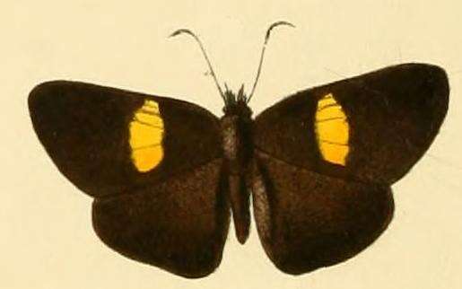 Image of Potamanaxas flavofasciata Hewitson 1870