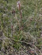 Oenothera coloradensis (Rydb.) W. L. Wagner & Hoch resmi