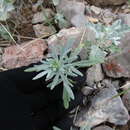 Imagem de Picradeniopsis absinthifolia (Benth.) B. G. Baldwin