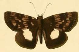 Image of Potamanaxas thestia Hewitson 1870