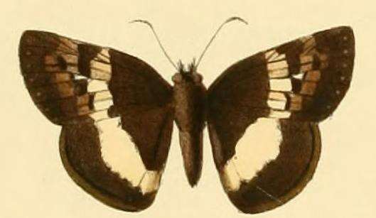 Image of Potamanaxas latrea Hewitson 1875