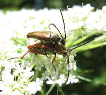 Image of Typocerus acuticauda Casey 1913