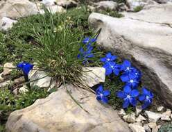 Image of Gentiana terglouensis subsp. terglouensis