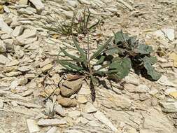 Image of anglestem buckwheat