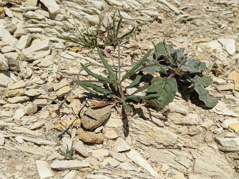 Image of anglestem buckwheat