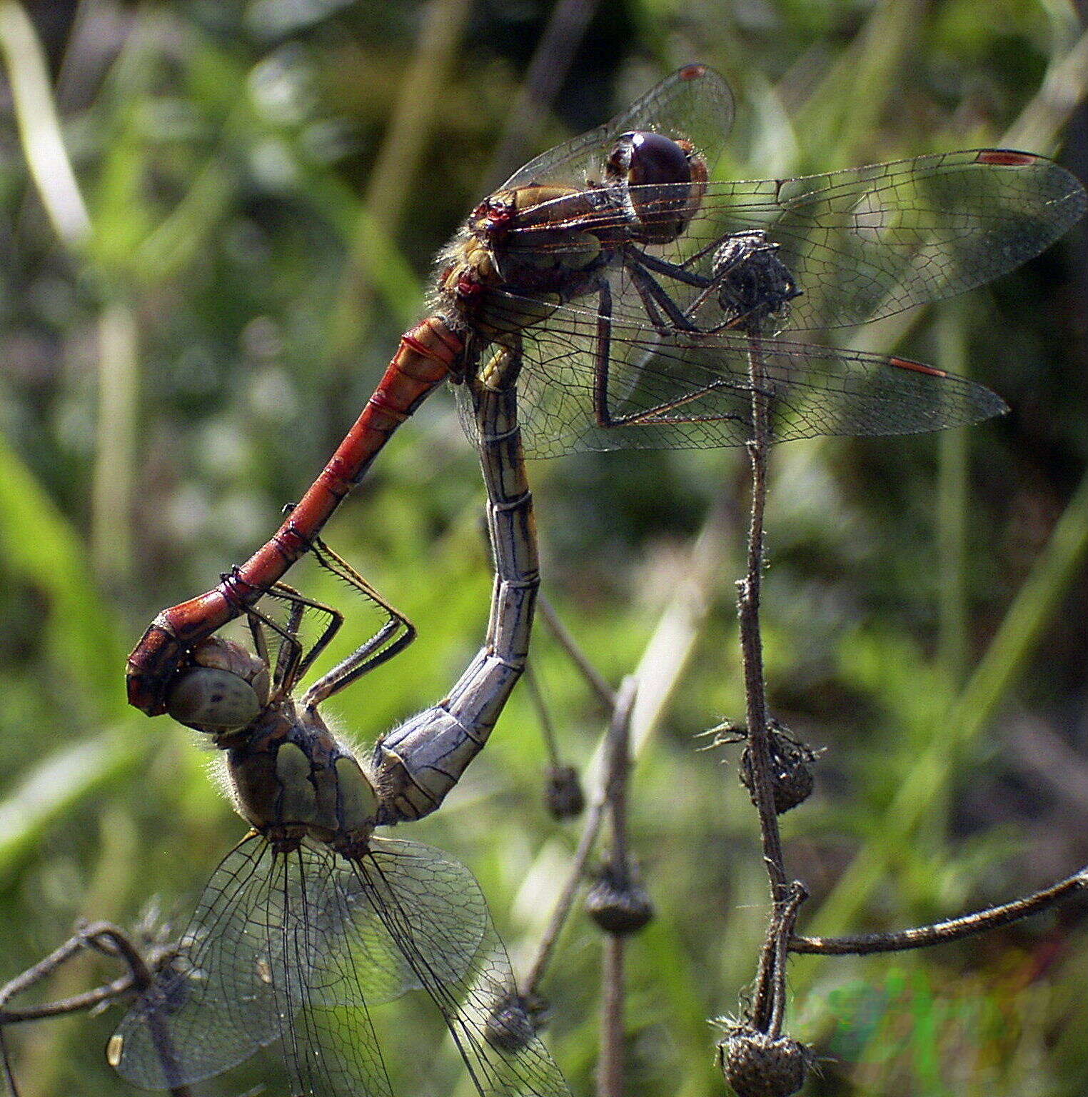 Image of Common Darter