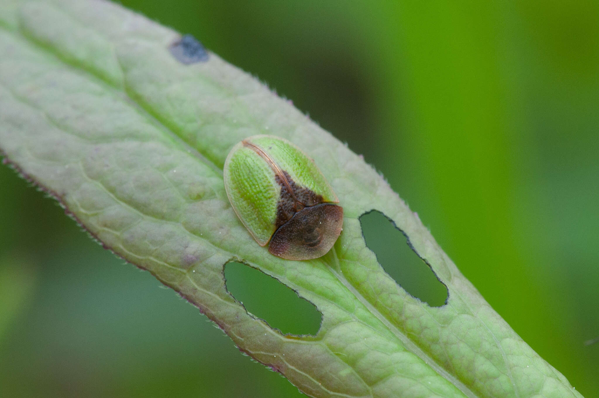 Image of Cassida (Cassida) ferruginea Goeze 1777