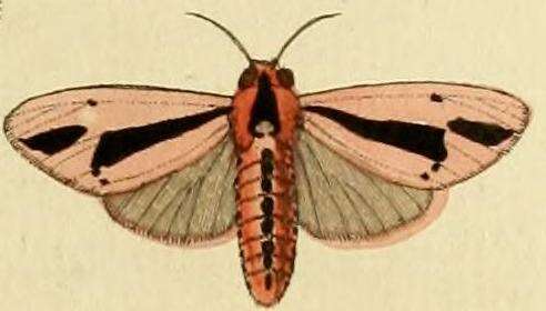 صورة Creatonotos gangis Linnaeus 1763