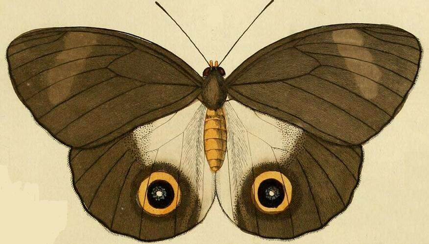 Image of Taenaris urania Linnaeus 1758