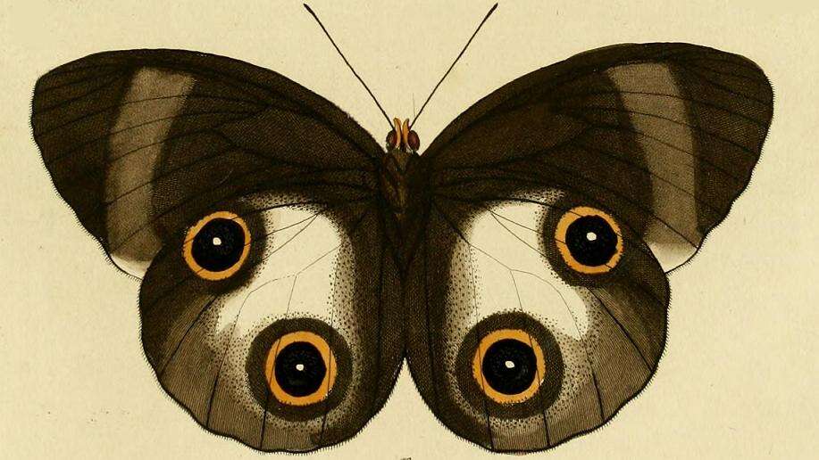 Image of Taenaris urania Linnaeus 1758