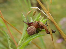 Image of Xysticus bifasciatus C. L. Koch 1837