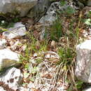 Image of Carex brevicollis DC.