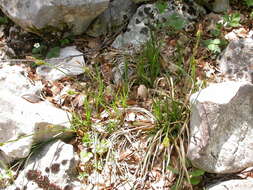 Carex brevicollis DC. resmi