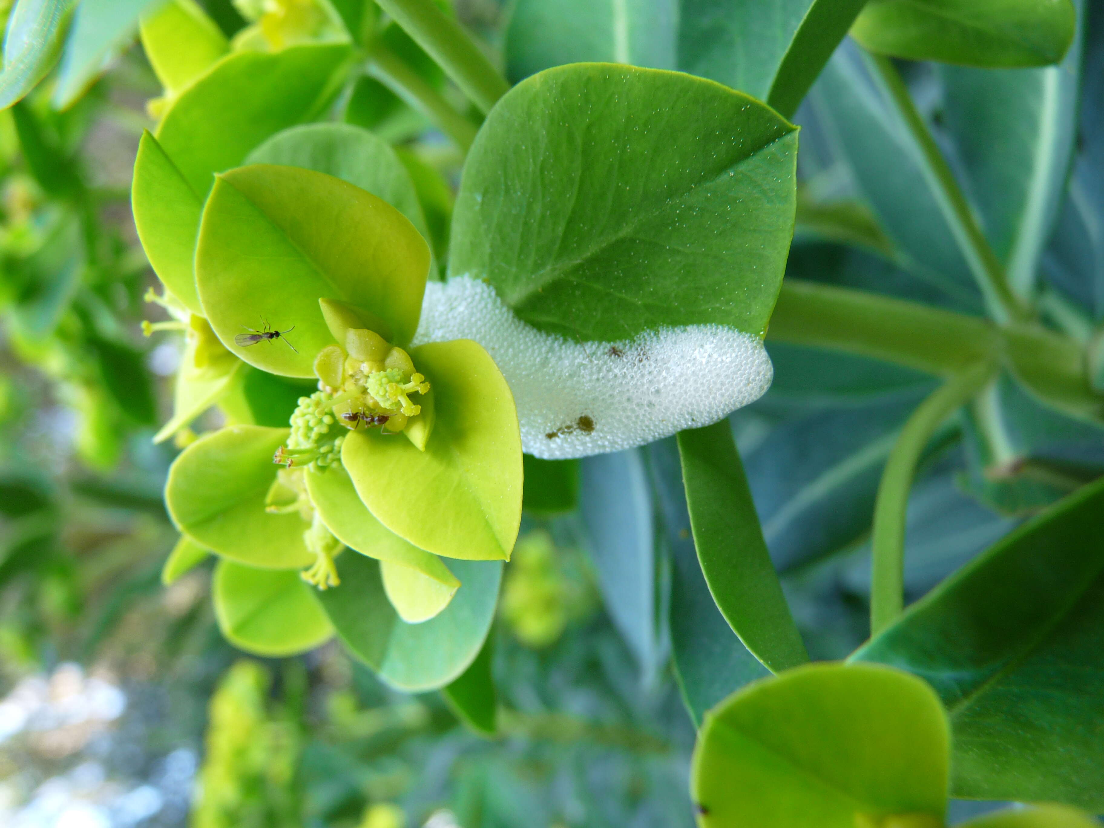 Sivun Euphorbia margalidiana Kuhbier & Lewej. kuva