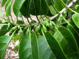 Image of Small-flowered Nothocestrum