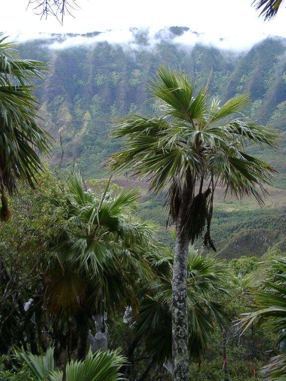 Pritchardia kaalae Rock的圖片