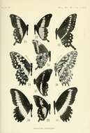 Image de Papilio oribazus Boisduval 1836