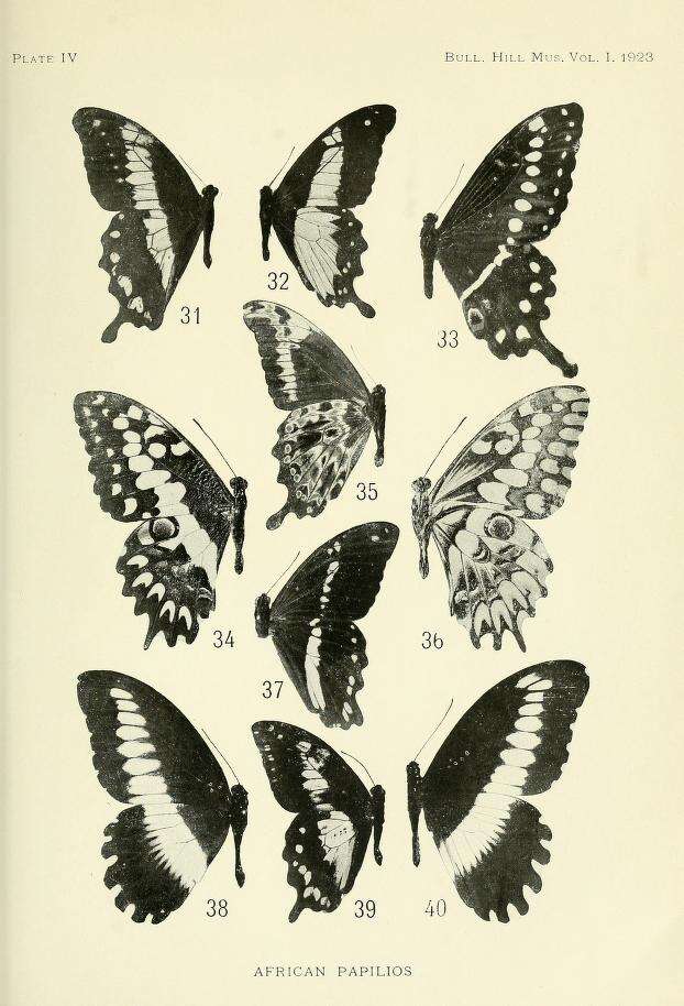 Image de Papilio oribazus Boisduval 1836