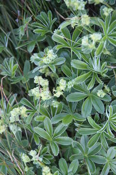 Image of Alpine Lady's-mantle