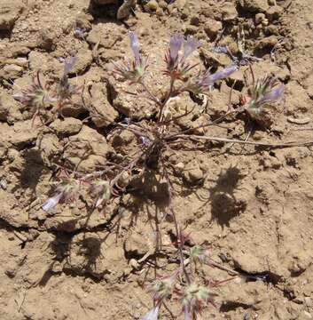 Image de Eriastrum eremicum (Jepson) Mason