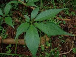 Image of Japanese ginseng