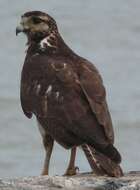 Image of Long-winged Harrier