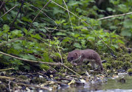 Image of ermine