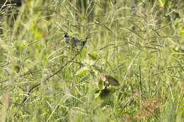 Image of Lined Seedeater