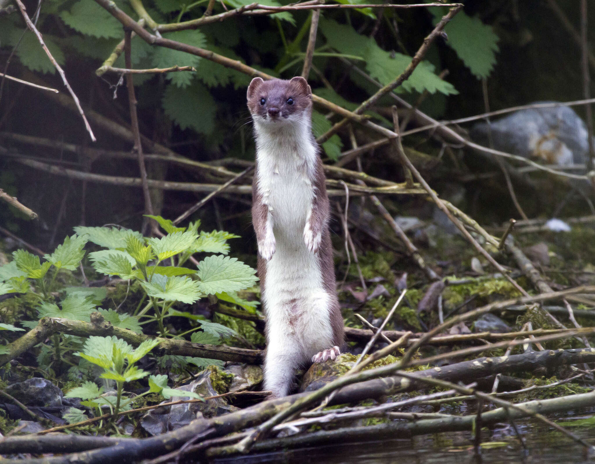 Image of ermine