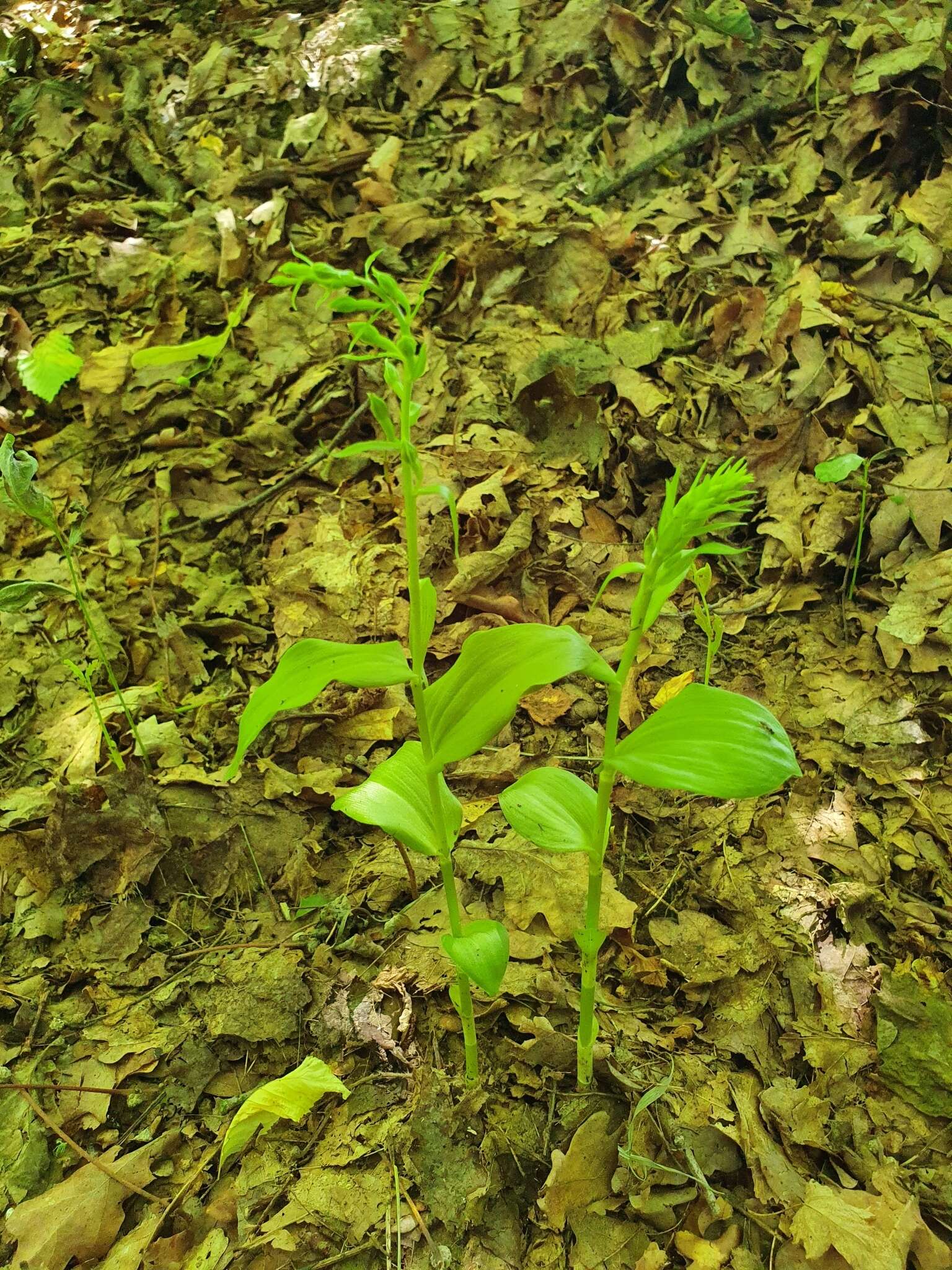 Image of Epipactis albensis Nováková & Rydlo