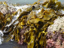 Image of New Zealand bull kelp