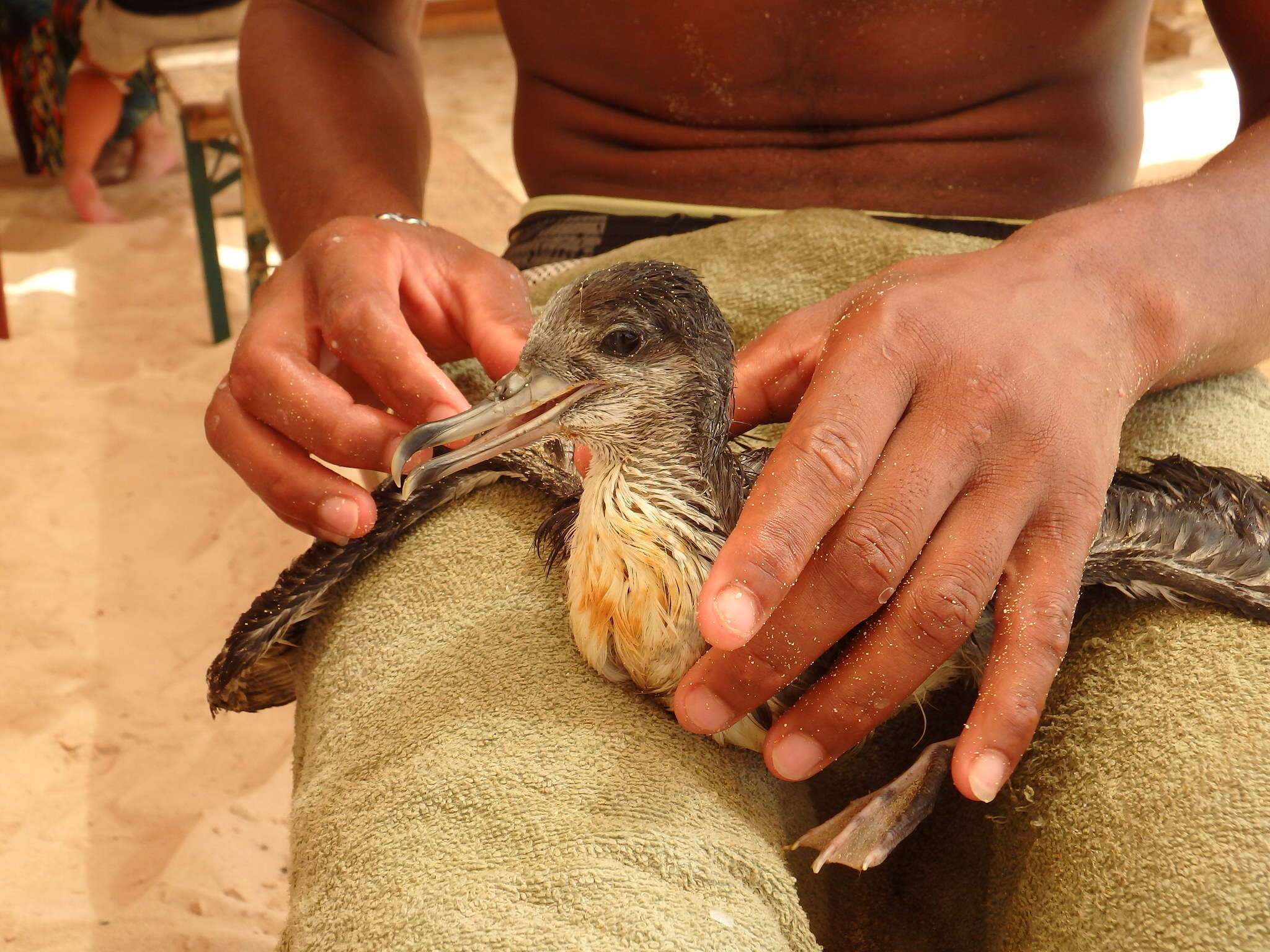Image of Cape Verde Shearwater