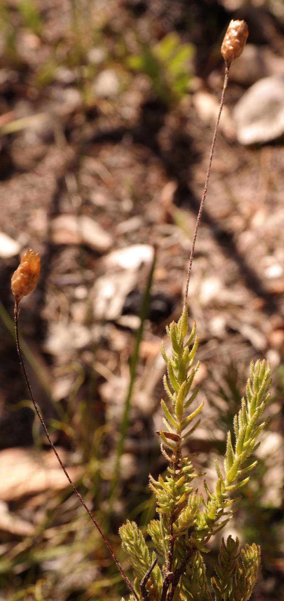 Image of Oedera longipes (K. Bremer) N. G. Bergh