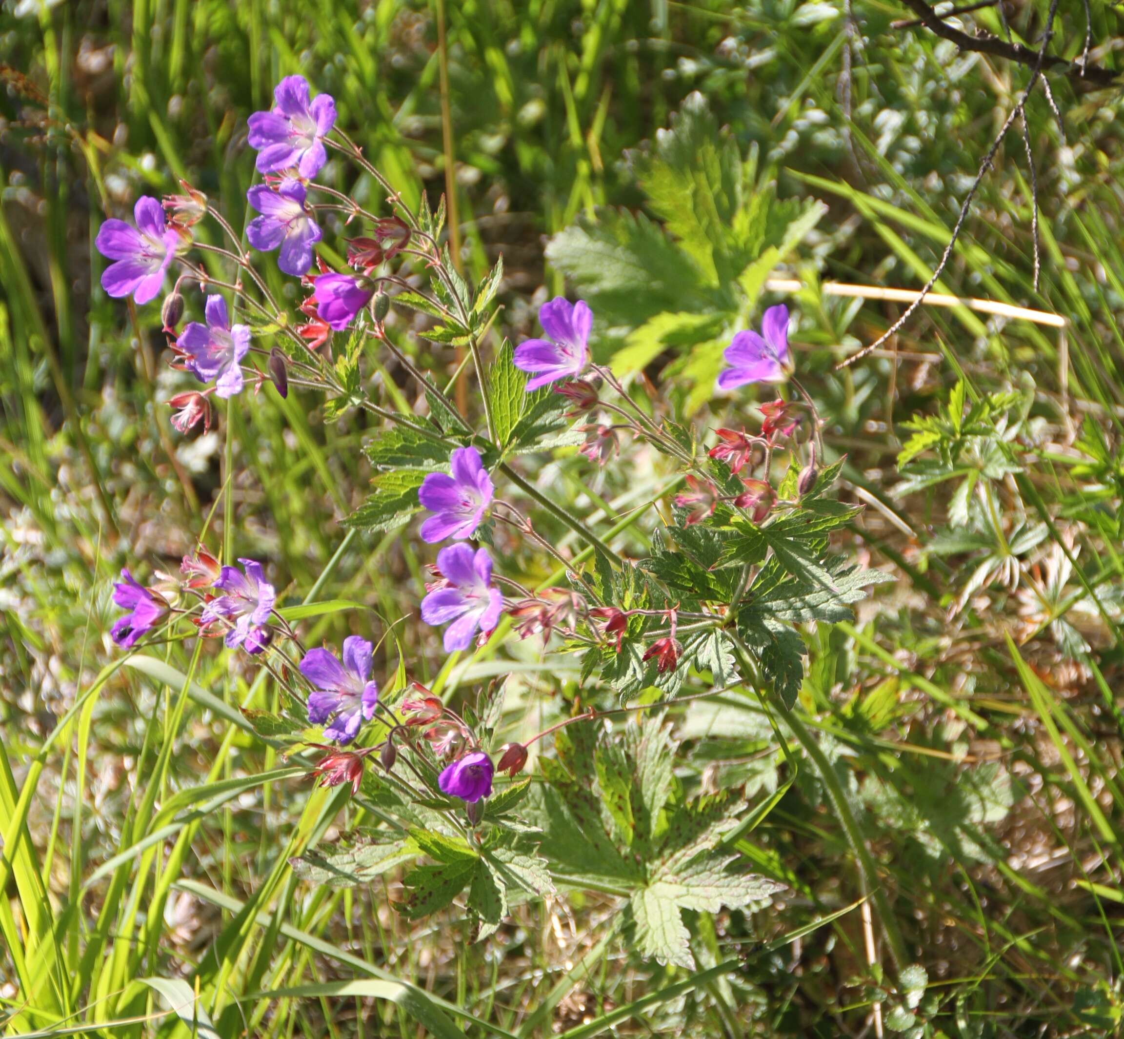 Image of Wood Crane's-bill