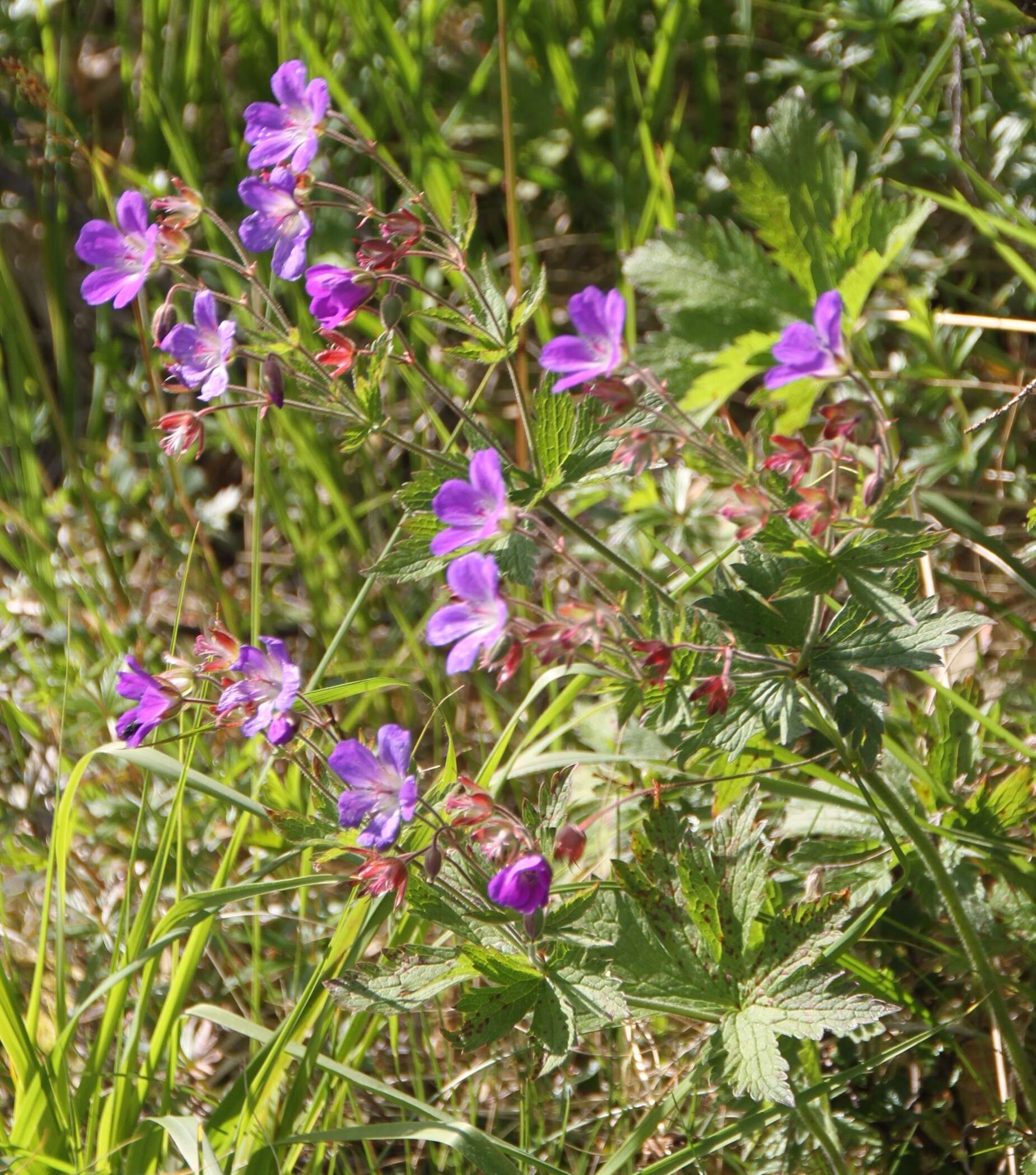 Image of Wood Crane's-bill