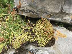 Image of Saxifraga muscoides All.