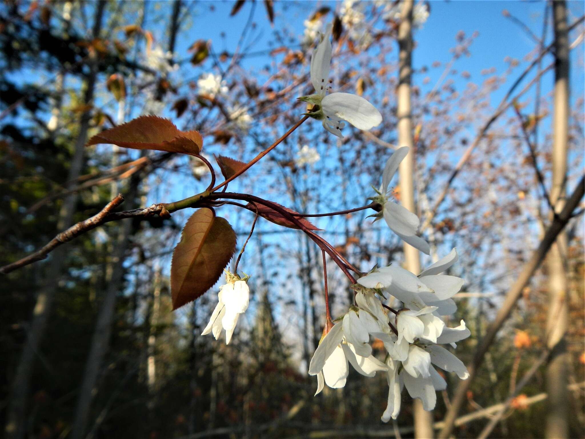 Image of Allegheny Serviceberry