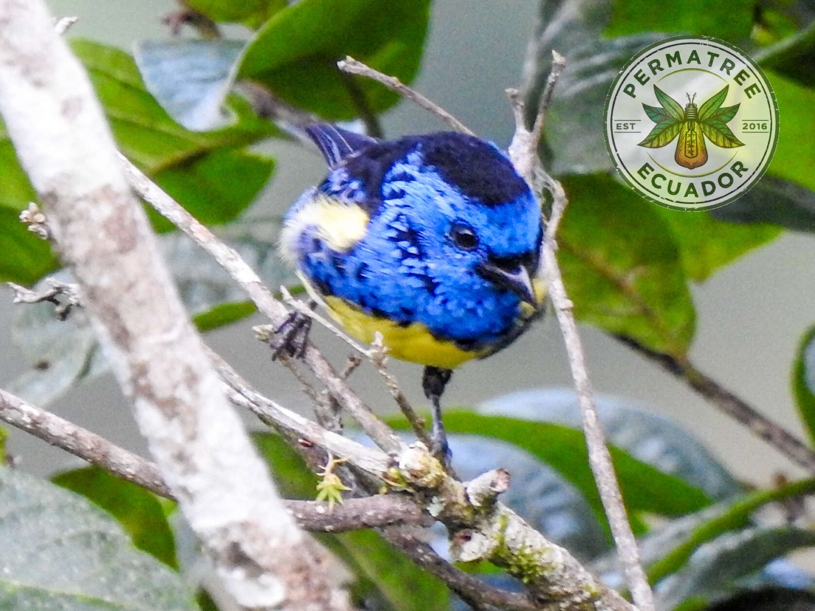 Image of Turquoise Tanager