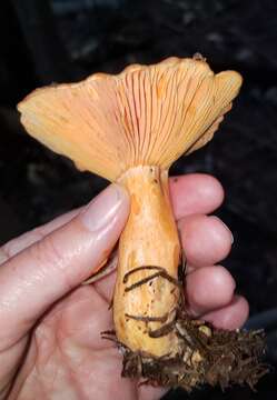 Image of Lactarius salmonicolor R. Heim & Leclair 1953