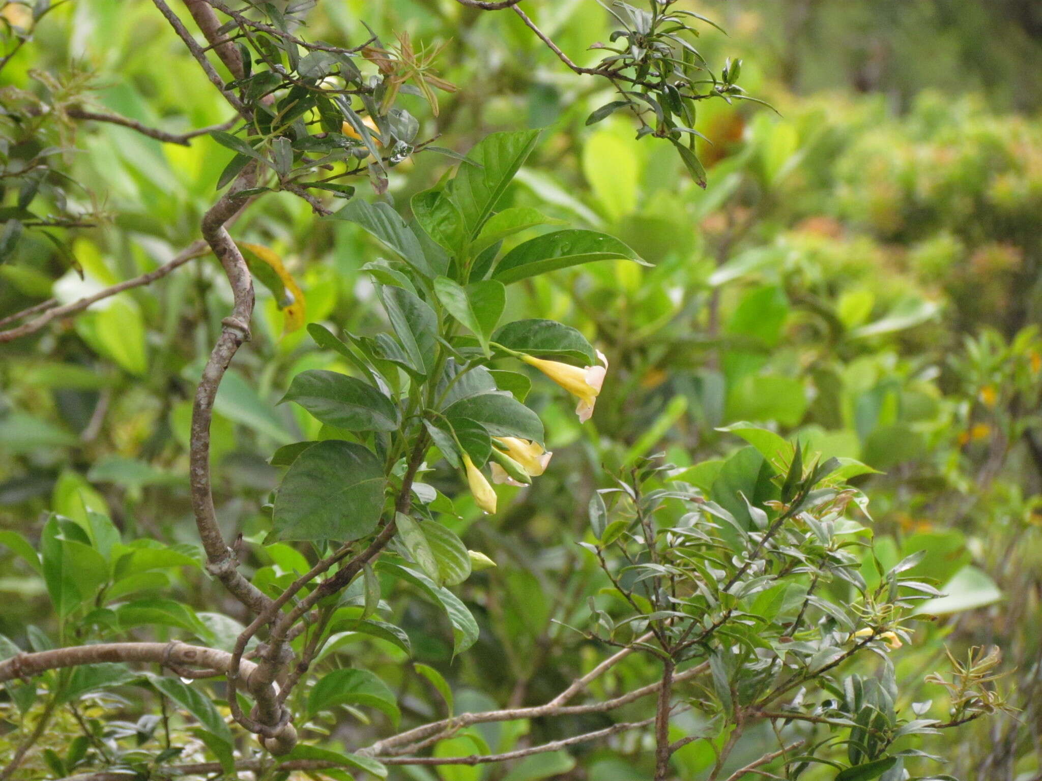 Image of Mandevilla urophylla (Hook. fil.) R. E. Woodson