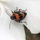 Image of Anchor Stink Bug