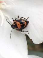 Image of Anchor Stink Bug