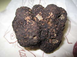 Image of Black Périgord Truffle