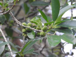 Image of Cudrania spinosa Koord.