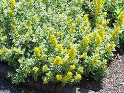 Слика од Lysimachia punctata L.