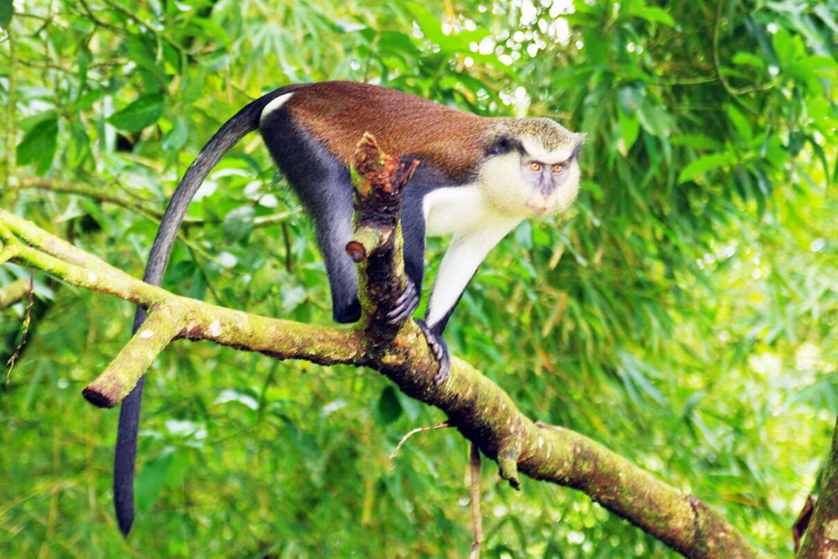 Image of Mona Guenon